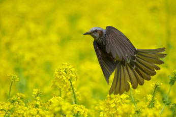 Картинка животные птицы птица бюль лето поле природа цветение