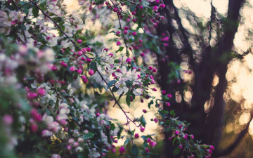 Картинка цветы цветущие+деревья+ +кустарники яблоня сад природа