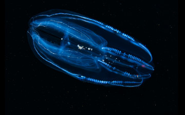 Картинка животные медузы океан медуза