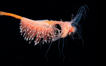 Картинка животные морская+фауна морской слизень актиния