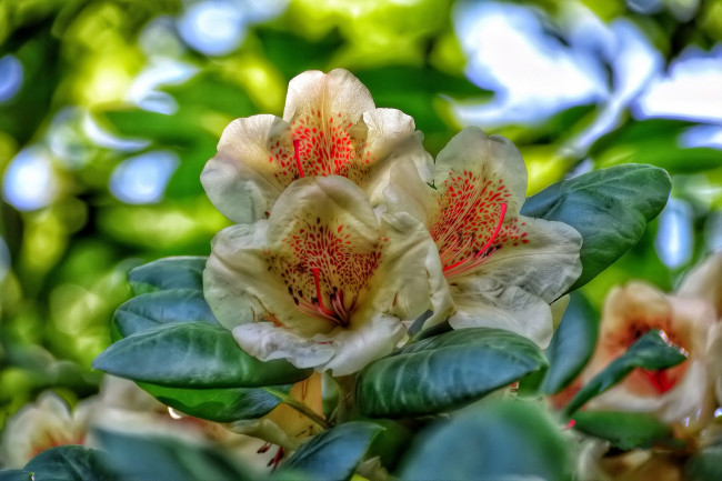 Обои картинки фото rododendro, цветы, рододендроны , азалии, листья, ветки, цветки