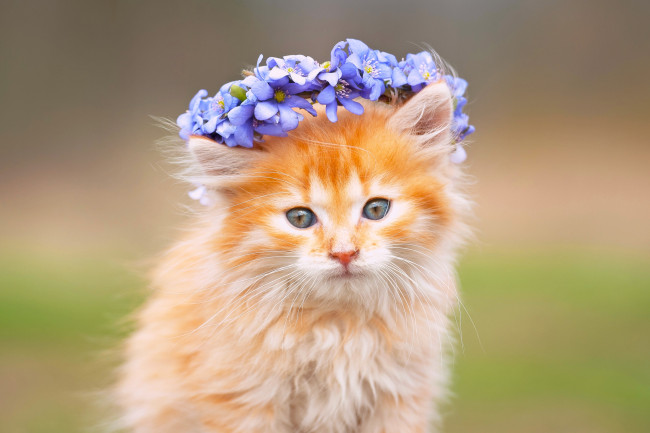 Обои картинки фото животные, коты, котёнок, пушистый, мордочка, венок, цветы