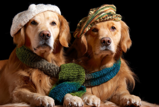 Обои картинки фото животные, собаки, ретривер, золотистый, пара, берет, шарф