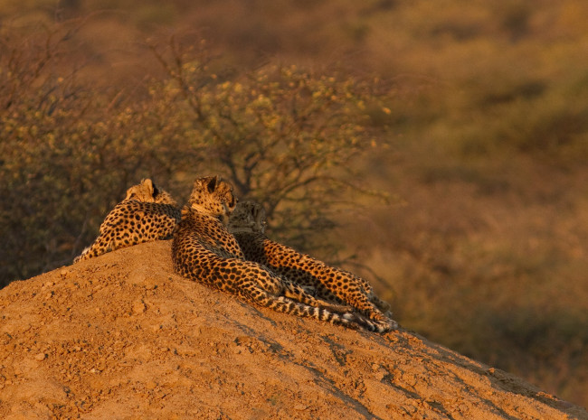 Обои картинки фото животные, гепарды, холм, семейство, отдых