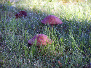 Картинка природа грибы роса капли шляпки трава