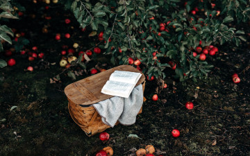 Картинка природа плоды яблоня сад урожай книги корзинка яблоки