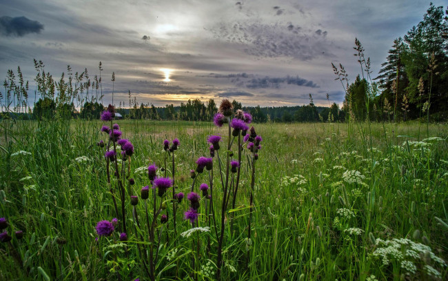 Обои картинки фото природа, луга, поле, закат, пейзаж, цветы, трава