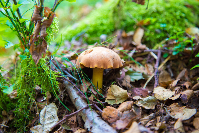 Обои картинки фото природа, грибы, грибок, листья, осень