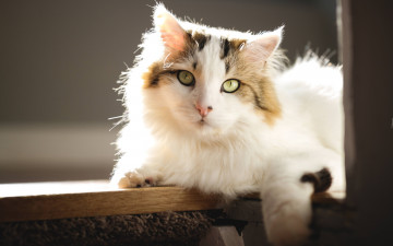 Картинка животные коты кошка полка