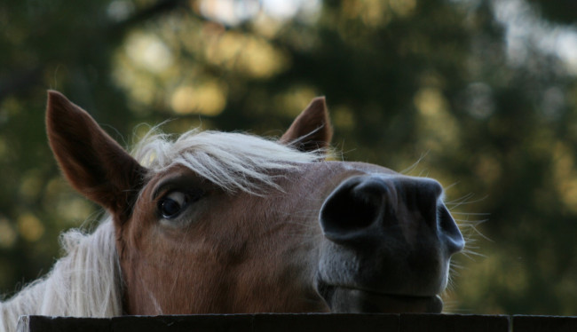 Обои картинки фото животные, лошади, голова, лошадь