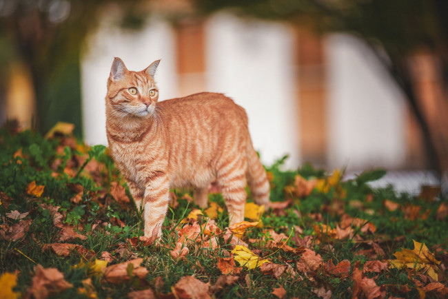 Обои картинки фото животные, коты, рыжая, кошка, осень, листья, взгляд