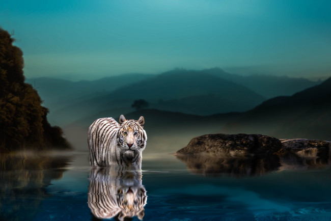 Обои картинки фото животные, тигры, вечер, животное, хищник, камни, тигр, природа, thai, phung, водоём