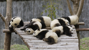 Картинка животные панды помост отдых