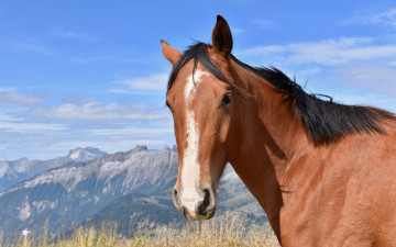 Картинка животные лошади лошадь голова горы небо