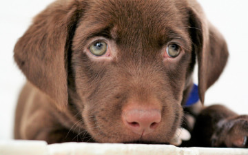 Картинка животные собаки щенок коричневый морда