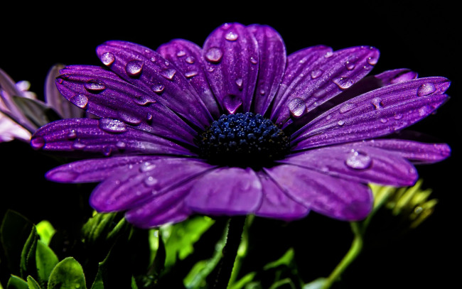 Обои картинки фото цветы, остеоспермумы, фиолетовый, капли