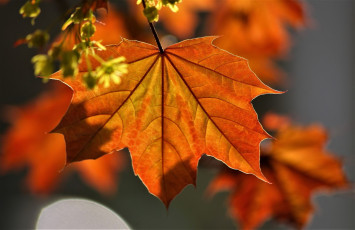 обоя природа, листья, клен, осень