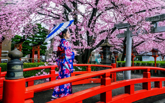Обои картинки фото девушки, - азиатки, азиатка, цветущая, сакура, кимоно, зонтик