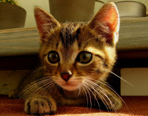 Картинка животные коты котенок глаза уши