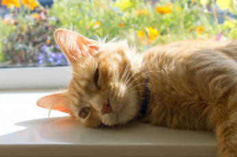 Картинка животные коты рыжий кот