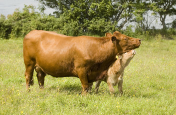 Картинка животные коровы буйволы корова теленок луг