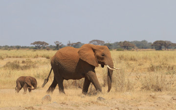 Картинка животные слоны слонёнок африка слон