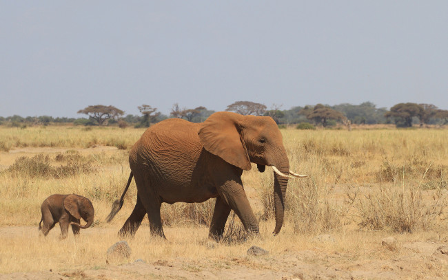 Обои картинки фото животные, слоны, слонёнок, африка, слон