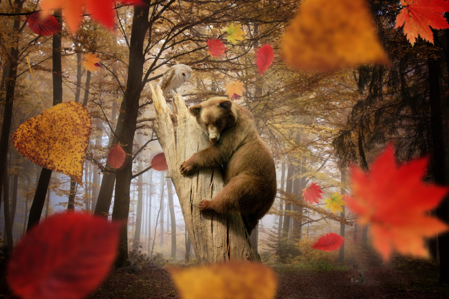 Обои картинки фото разное, компьютерный, дизайн, деревья, листья, медведь, сова, осень, лес, листопад, грибы
