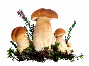 Картинка еда грибы грибные блюда белые боровики