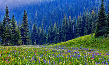 Картинка природа луга цветы трава луг леса горы