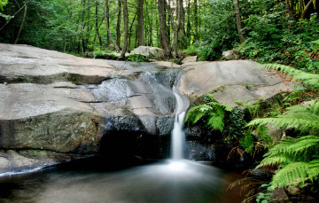 Картинка природа водопады камни ручей лес заросли папоротник водопад