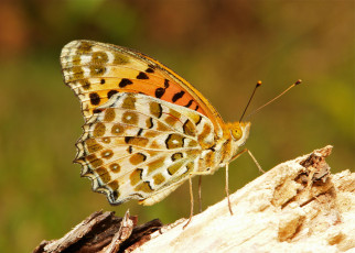 Картинка животные бабочки itchydogimages макро бабочка крылья