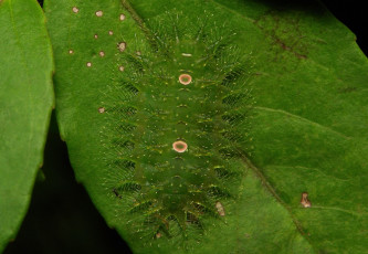 Картинка животные гусеницы itchydogimages макро насекомое лист гусеница необычная