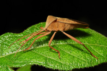 Картинка животные насекомые itchydogimages макро лист жук клоп лапки усики