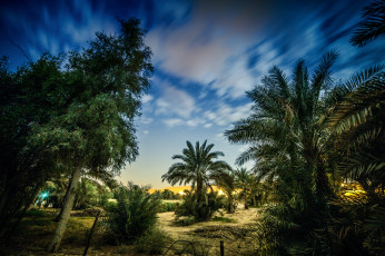 Картинка природа тропики облака пальмы лес