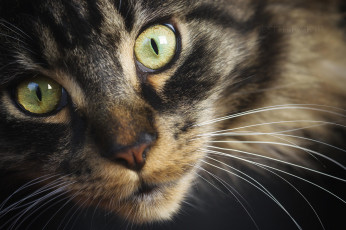Картинка животные коты киса кошка кот коте взгляд усы ушки