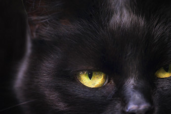 Картинка животные коты кот чёрный взгляд глаза жёлто-зелёные
