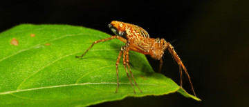 Картинка животные пауки itchydogimages макро паук лист чёрный фон