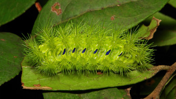 Картинка животные гусеницы itchydogimages макро гусеница лист