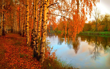 Картинка природа реки озера лес река берёзы фото листва деревья