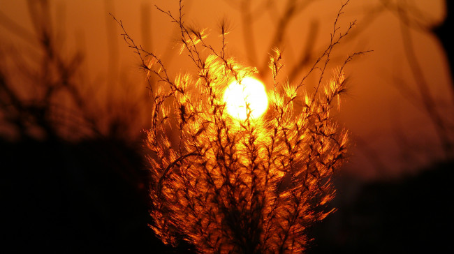 Обои картинки фото природа, макро, свет, солнце, трава, закат, вечер