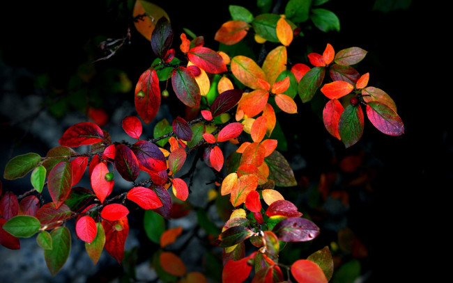 Обои картинки фото природа, листья, фон, осень, куст, ветки