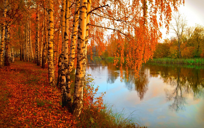 Обои картинки фото природа, реки, озера, лес, река, берёзы, фото, листва, деревья