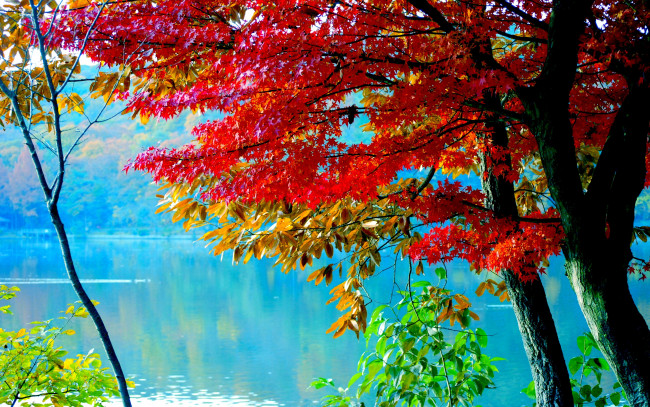 Обои картинки фото природа, реки, озера, река, листья, осень, деревья