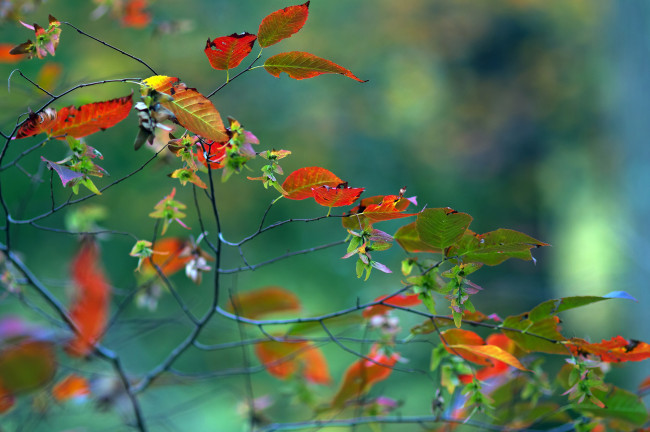 Обои картинки фото природа, листья, ветка, макро, осень