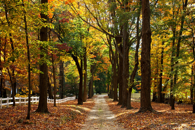 Обои картинки фото природа, дороги, осень, забор, тропинка, лес