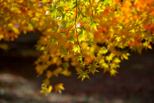 Обои картинки фото природа, листья, ветка, клен, осень