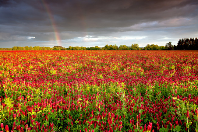 Обои картинки фото природа, радуга, луг, трава, цветы