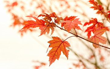 обоя природа, листья, осень, коллаж