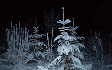 Картинка природа зима лес ель снег ночь свет
